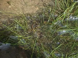 Description de cette image, également commentée ci-après