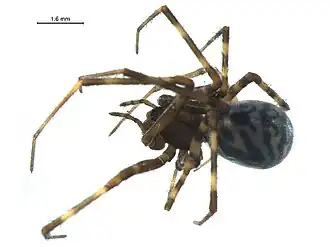 Description de l'image Pimoa curvata 2.jpg.