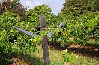 Pine Level (Caroline du Nord)