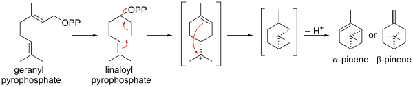Biosynthèse du pinène à partir du pyrophosphate de géranyle