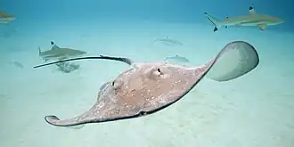 Photo subaquatique d'une raie en train de nager vers l'appareil photo