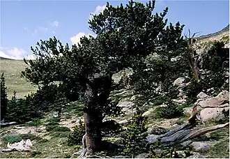 Description de l'image Pinus aristata0.jpg.