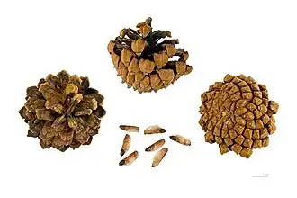 P. mugo subsp. uncinata, cônes et graines en provenance du Capcir, France.