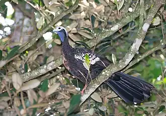 Description de l'image Pipile pipile 63558146.jpg.