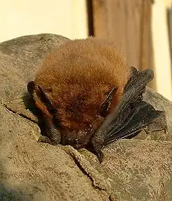 Pipistrelle