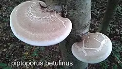 photo prise en foret nord pas de calais FRANCE