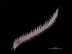 Pisione remota, un Sigalionidae.