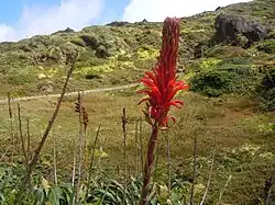 Pitcairnia bifrons, à la Soufrière (Guadeloupe).