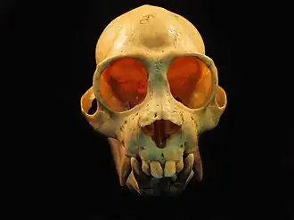 Description de cette image, également commentée ci-après