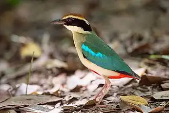 Description de cette image, également commentée ci-après
