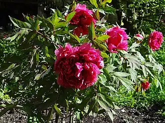 Description de cette image, également commentée ci-après