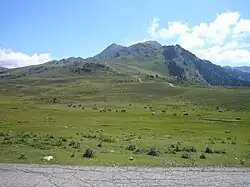 vue d'une plaine verdoyante avec un troupeau de chevaux, dominée par un massif montagneux.