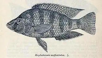 Description de l'image Placidochromis johnstoni2.jpg.