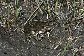 Description de l'image Plains Leopard Frog (Lithobates blairi).jpg.