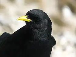 Gros plan de la tête.