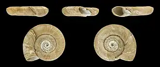 Description de l'image Planorbis planorbis 001.JPG.