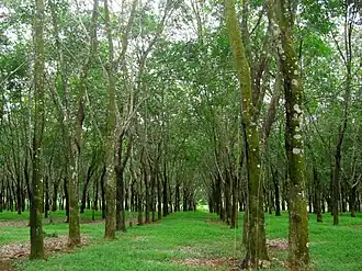 Un ensemble d'arbres.