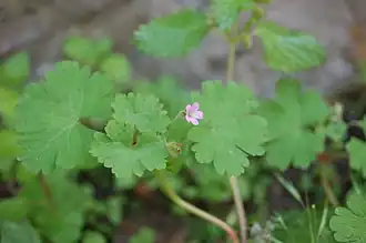 Description de cette image, également commentée ci-après