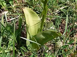 Feuilles de platanthère à fleurs verdâtres.