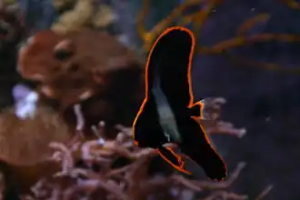 Platax pinnatus juvénile