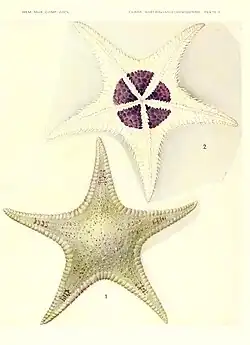 Stellaster princeps.