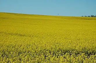 Plateau de Saint-Antoine-de-Ficalba.