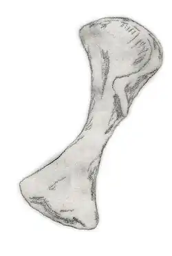Description de l'image Plateosauravus cullingworthi humerus.jpg.