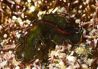 Un plathelminthe polyclade non identifié