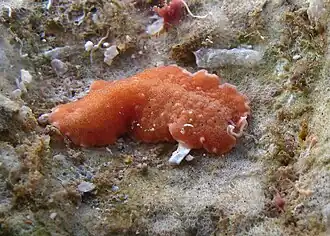 « Acanthozoon/Thysanozoon sp. 3 »