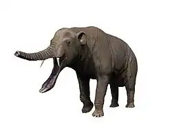 Platybelodon (Gomphotheriidae)