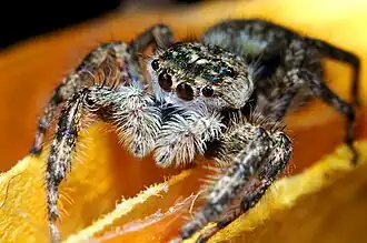 Description de cette image, également commentée ci-après