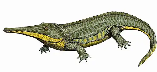 Platyoposaurus
