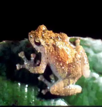 Description de l'image Platypelis barbouri.jpg.