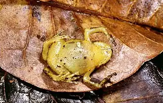 Platypelis mavomavo, face ventrale