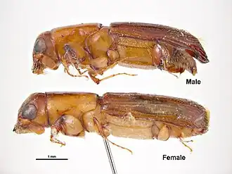 Description de l'image Platypus australis.jpg.