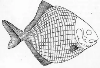 Description de l'image Platysomus gibbosus.jpg.