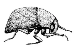 Plea minutissima, dessin