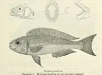 Description de l'image Plecodus paradoxus.jpg.