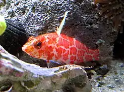 Plectranthias inermis.