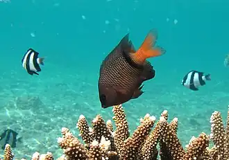 Plectroglyphidodon dickii