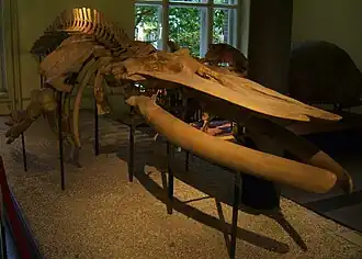 Fossile de Balaenoptera hubachi