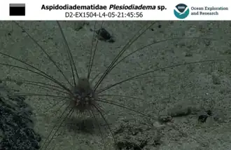 Plesiodiadema sp. observé à plus de 1&nbsp;000&nbsp;m de profondeur au large de Hawaii.