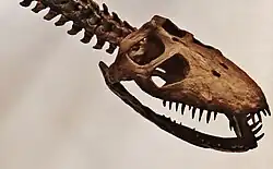 Crâne de plesiopterys wildi.