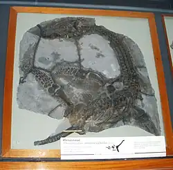 Holotype spécimen de Plesiosaurus macrocephalus, qui pourrait être un jeune Thaumatodracon.