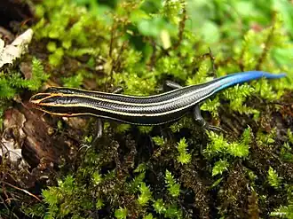 Description de l'image Plestiodon sumichrasti.jpg.