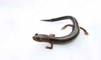 Description de l'image Plethodon richmondi.jpg.