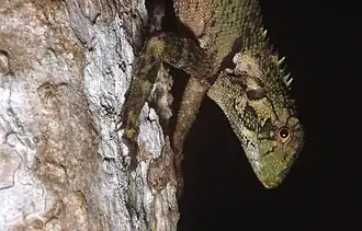 Description de l'image Plica umbra02.jpg.