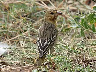 Description de cette image, également commentée ci-après