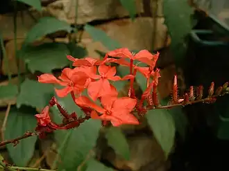 Description de l'image Plumbago rosea01.jpg.