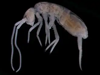 Description de l'image Plutomurus ortobalaganensis 1980m.jpg.